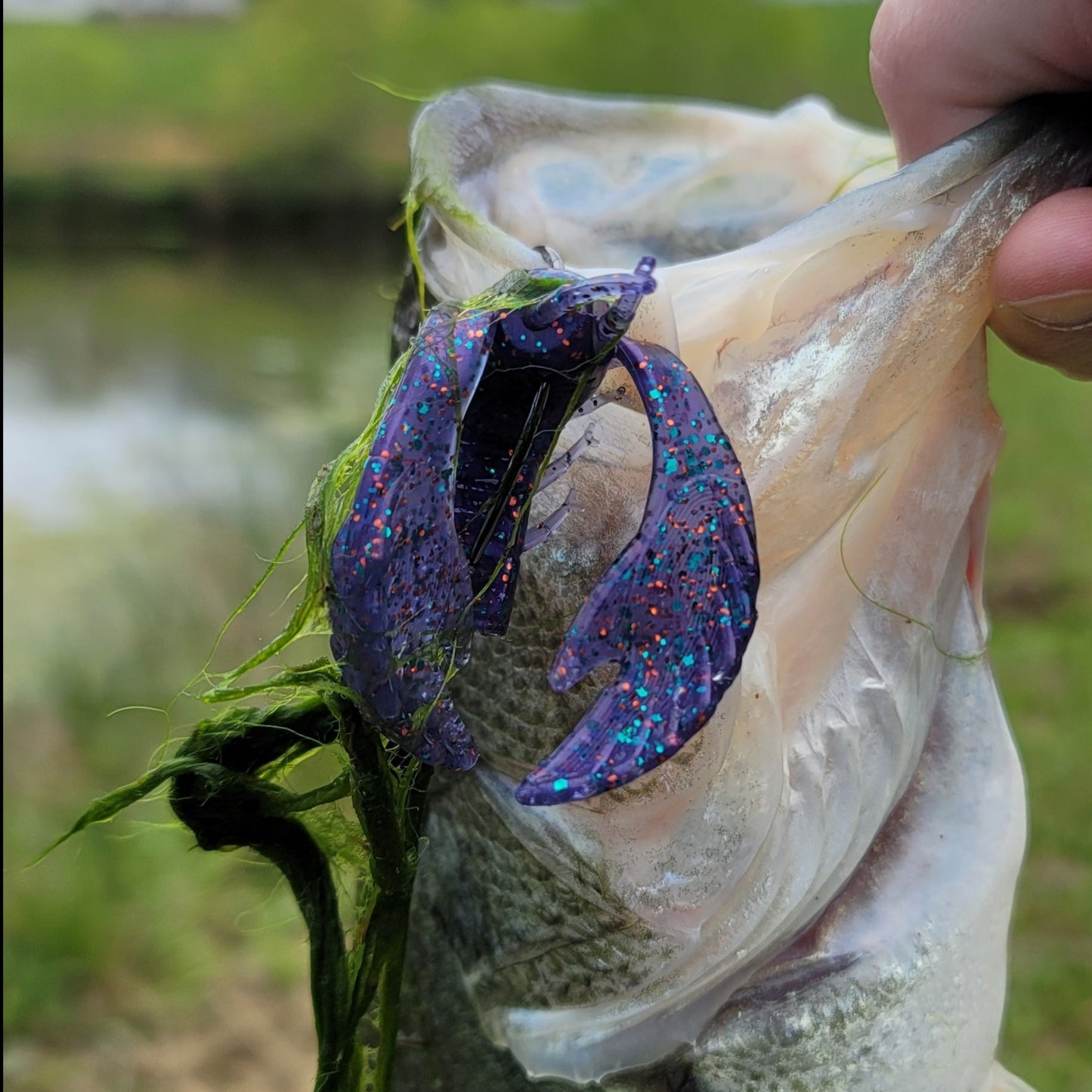 Papa Craw
