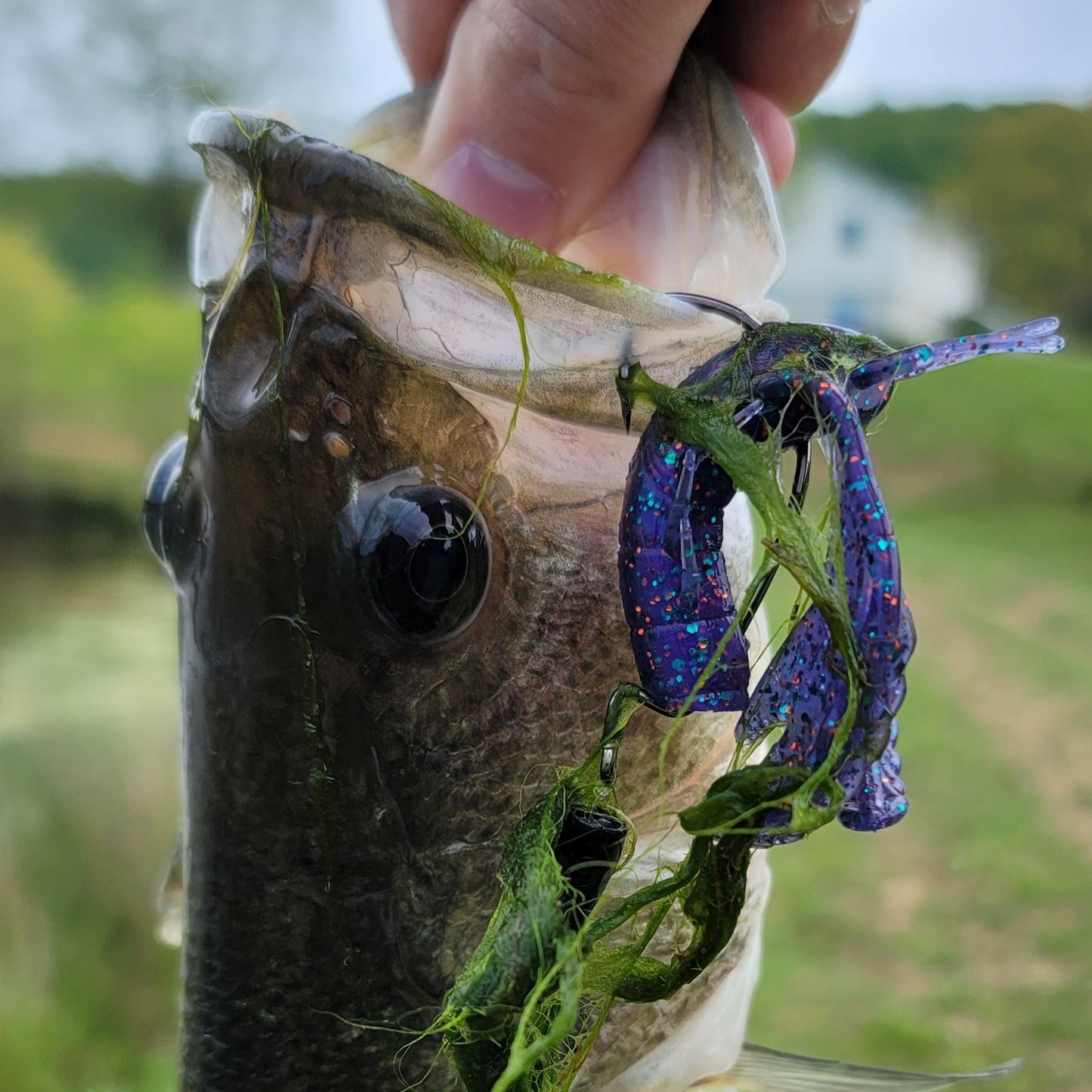 Papa Craw