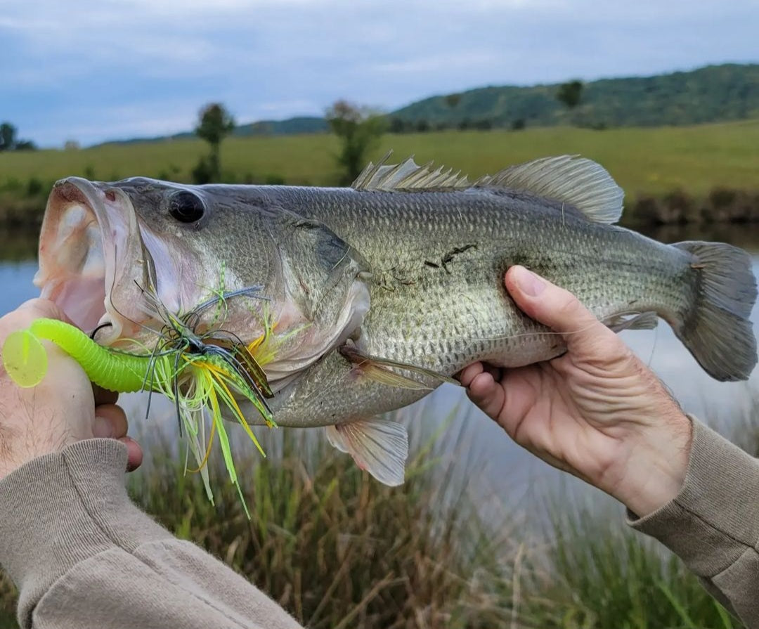 Hands holding large mouth bass with a chartreuse swim bait and jig in its mouth